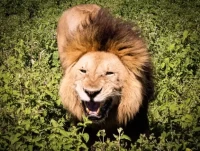 狮子座男生今日运势详解：精准指南助决策