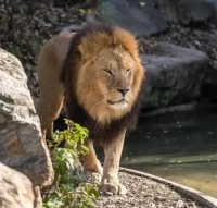 狮子座男生今日运势全解读：精准预测速查