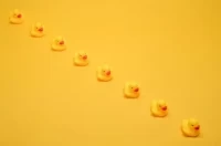 属鸡人2025全年运势详解：12个月关键转折点预测